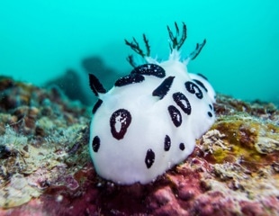 Sponge and sea slug partnership yields a new anticancer molecule with drug design promise