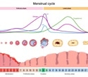 Researchers map how menstrual cycle phases affect athletic performance