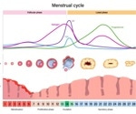 Researchers map how menstrual cycle phases affect athletic performance