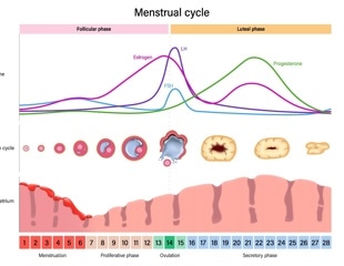 Researchers map how menstrual cycle phases affect athletic performance