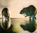 Rat hepatitis E virus may be a hidden cause of hepatitis in humans
