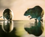 Rat hepatitis E virus may be a hidden cause of hepatitis in humans