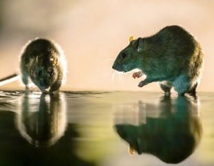 Rat hepatitis E virus may be a hidden cause of hepatitis in humans