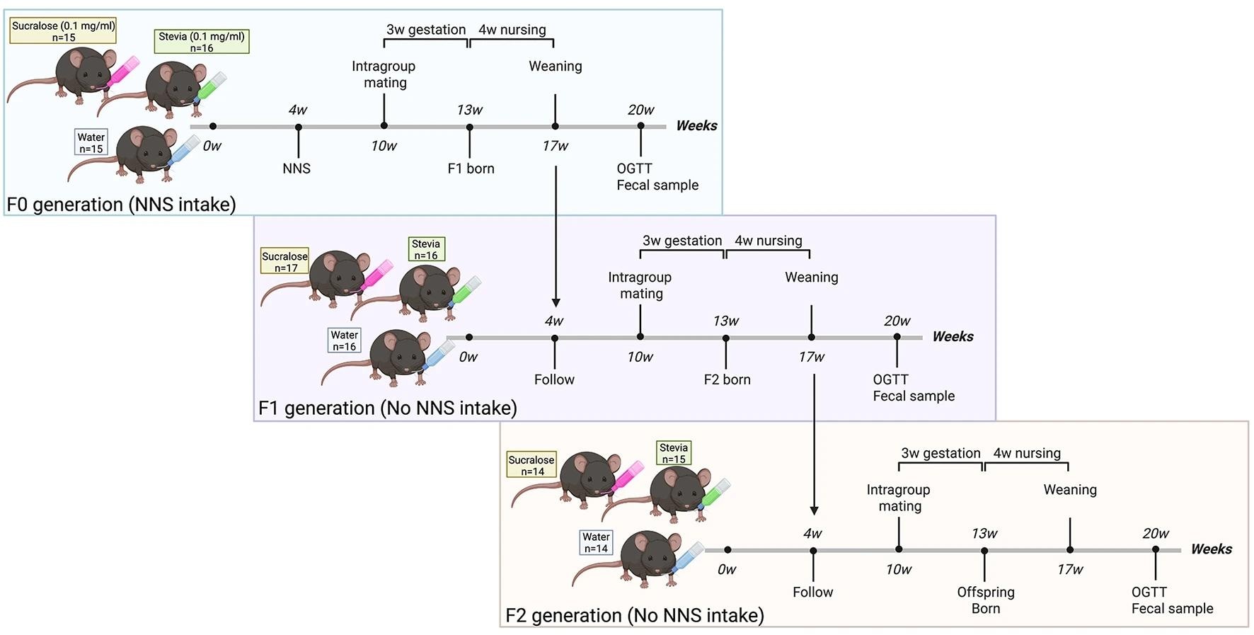 Experimental design for intergenerational exposure to sucralose and stevia. At 4 weeks of age, non-consanguineous, primiparous female and male C57BL/6J mice [parental (F0) generation] were randomly distributed into three groups to receive water alone (control) or water supplemented with sucralose (0.1 mg/ml) or stevia (0.1 mg/ml) for 16 weeks. To assess the intergenerational effect of non-nutritive sweeteners (NNSs), F0 mice belonging to the same treatment group were mated at 10 weeks of age. After 4 weeks of lactation, the F1 offspring were weaned and followed until 20 weeks of age. F1 and F2 generations did not receive direct NNS exposure. All mice were maintained under identical housing and husbandry conditions, including the same animal room, cage type and bedding, chow batch, water source and bottle cleaning protocol, and standardized cage cleaning schedule.