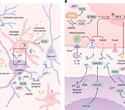 How the immune system may influence Alzheimer’s, Parkinson’s, and related diseases