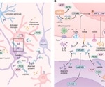 How the immune system may influence Alzheimer’s, Parkinson’s, and related diseases