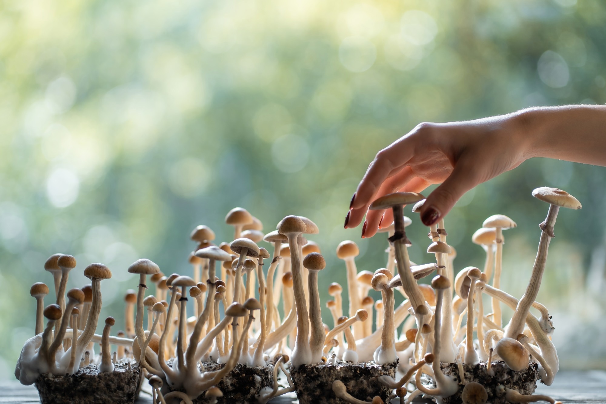 Study: Major life changes following psychedelic use: A retrospective survey among people using psychedelics naturalistically. Image Credit: Goami / Shutterstock