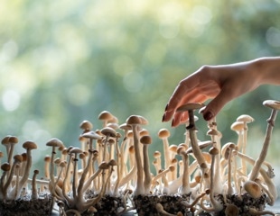 Psychedelic use is associated with major life changes across 10 domains