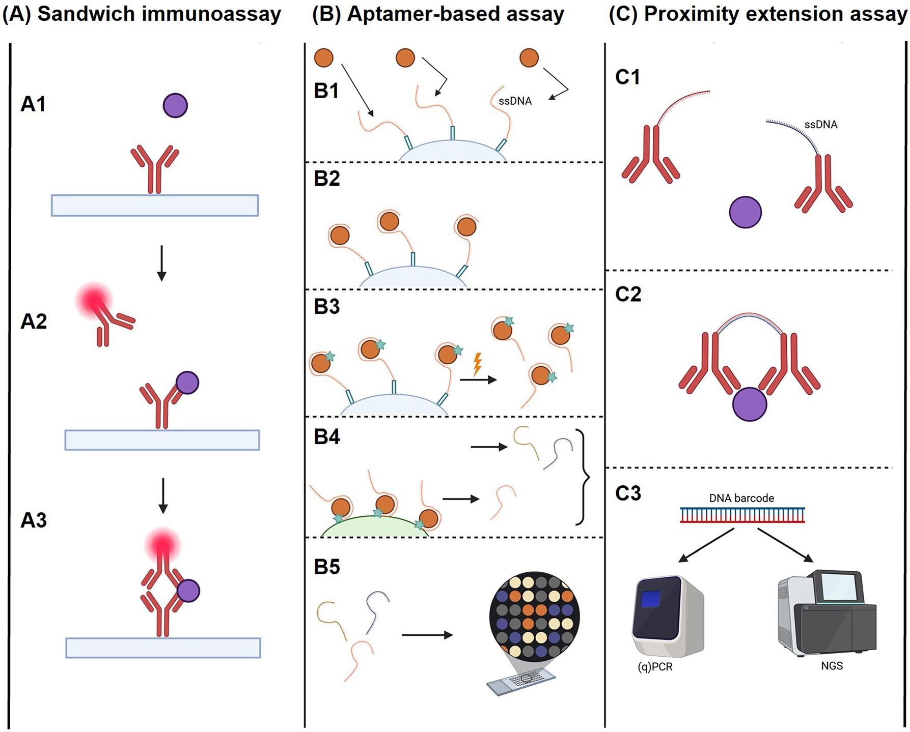 High-throughput affinity-based assays for proteome analyses.