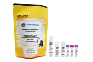 Atelerix Launches Storganoid Cryo-free Preservation Solution For Complex 3d Cell Models