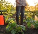 Study links common herbicide to rising early-onset colorectal cancer risk