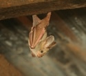 Kenyan bat coronavirus uses human CEACAM6 to enter cells, raising spillover concerns