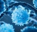 Food timing may shape how T cells respond to infection and therapy