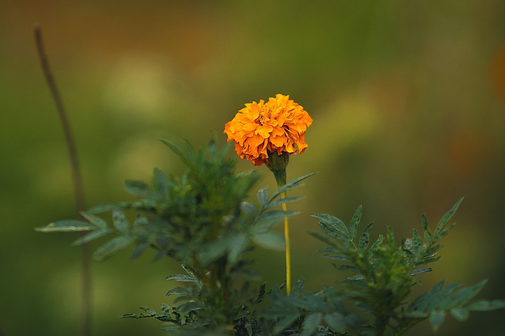 Marigold Flower As A Sustainable Plant Protein For Food Innovation