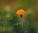 Marigold flower as a sustainable plant protein for food innovation