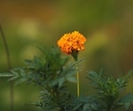 Marigold flower as a sustainable plant protein for food innovation