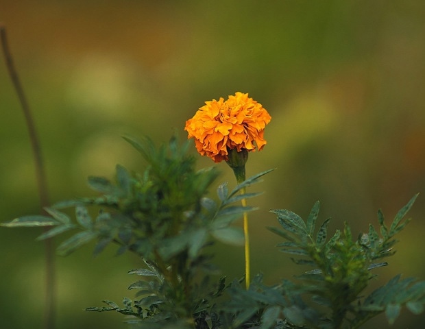 Marigold flower as a sustainable plant protein for food innovation