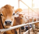 Infectious H5N1 virus detected in dairy farm air