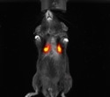 The growing role of NIR-II imaging in preclinical research
