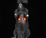 The growing role of NIR-II imaging in preclinical research