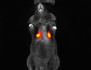 The growing role of NIR-II imaging in preclinical research