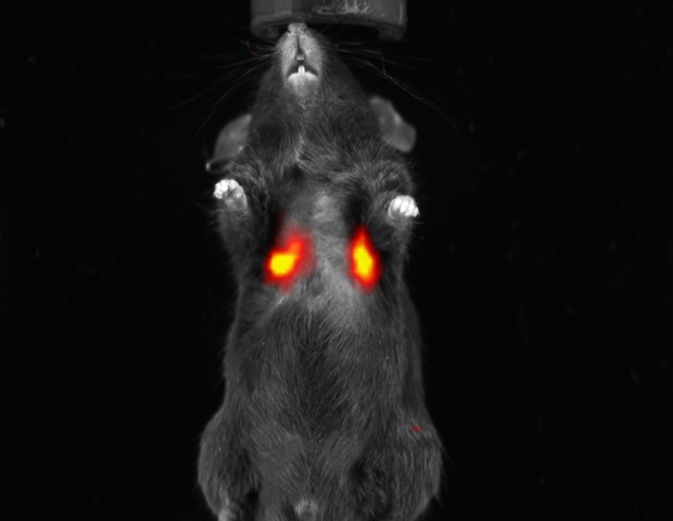 The growing role of NIR-II imaging in preclinical research