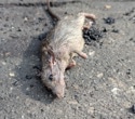 How Andes virus super-spreaders reveal the risk behind the MV Hondius hantavirus cluster