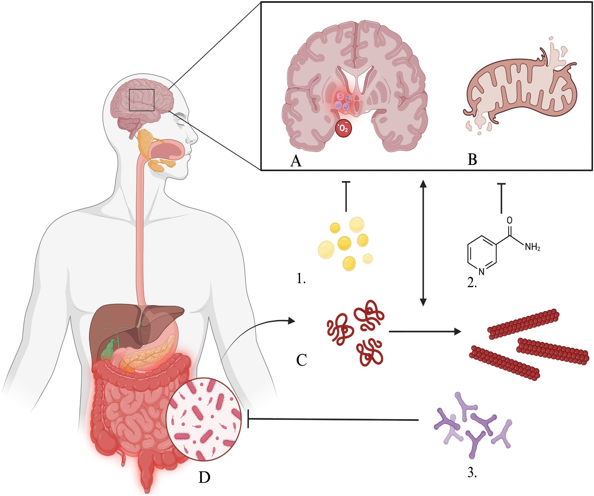 Primary mechanisms by which omega-3 fatty acids (n-3), nicotinamide riboside, and biotics influence key pathophysiological hallmarks of Parkinson’s disease. Inflammation, oxidative stress, and mitochondrial dysfunction are core, interconnected hallmarks that interact bidirectionally with α-synuclein aggregation. n-3 and NR may attenuate inflammation, oxidative stress, and mitochondrial dysfunction, whereas biotics modulate the gut microbiome, influencing α-synuclein aggregation and downstream pathways. Pathophysiological hallmarks: A, Neuroinflammation and oxidative stress; B, Mitochondrial dysfunction; C, α-synuclein aggregation; D, Gut dysbiosis. Interventions: 1, n-3; 2, NR; 3, Biotics.