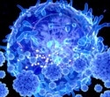 Aged immune cells may drive memory decline by releasing a brain-aging protein