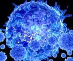 Aged immune cells may drive memory decline by releasing a brain-aging protein