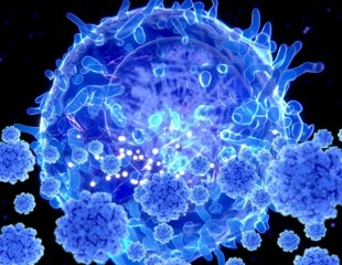 Aged immune cells may drive memory decline by releasing a brain-aging protein