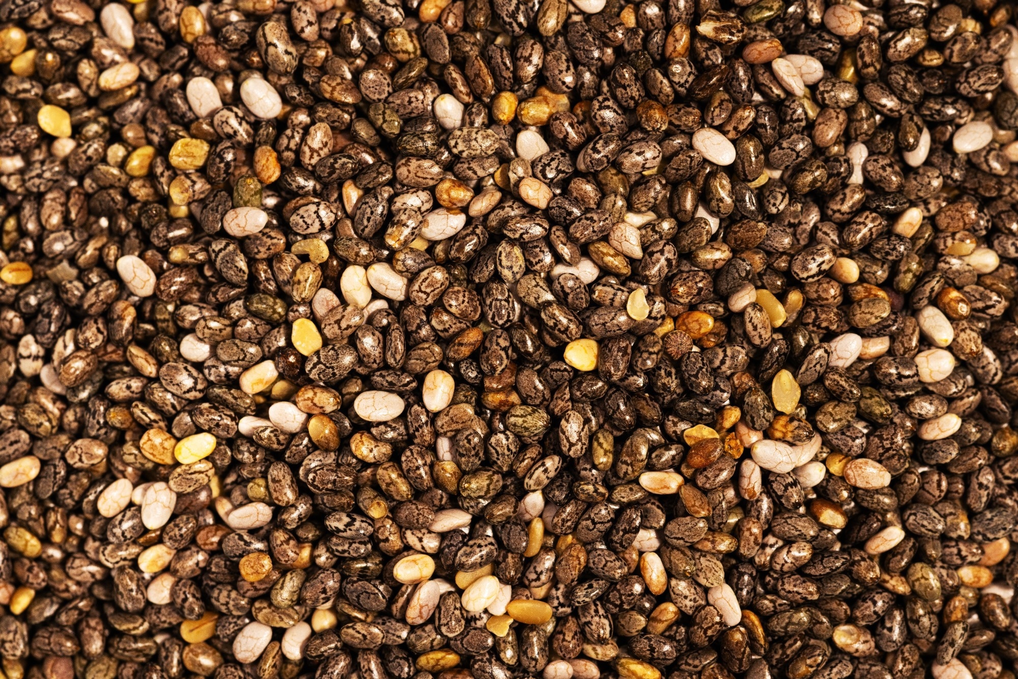 Chia seeds may boost fetal brain DHA during obesity-linked pregnancy