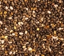Chia seeds may boost fetal brain DHA during obesity-linked pregnancy