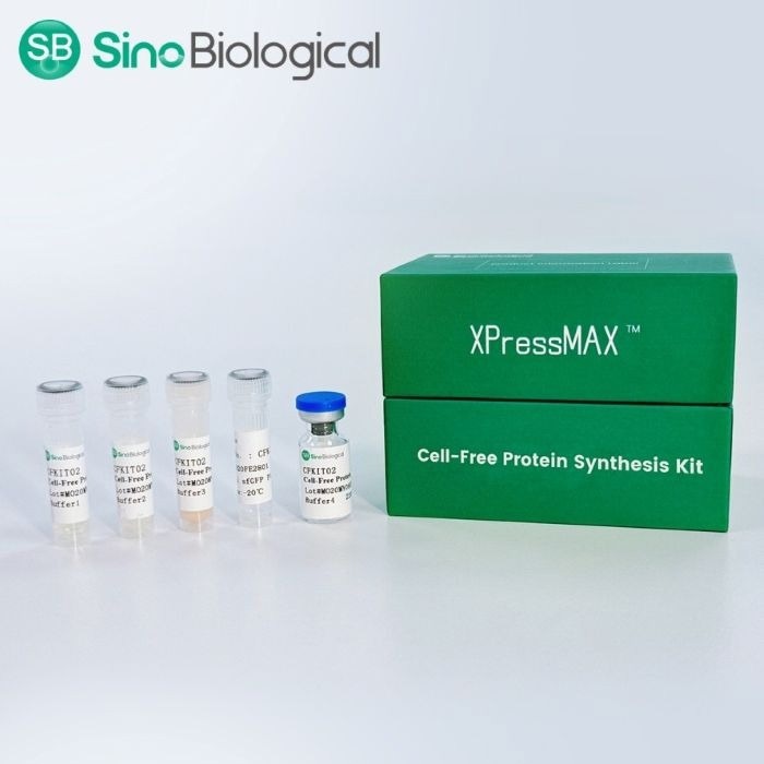 Sino Biological launches XPressMAX™ Cell-Free Protein Synthesis Kit, accelerating AI-powered high-throughput antibody drug discovery