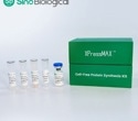 Sino Biological launches XPressMAX™ Cell-Free Protein Synthesis Kit, accelerating AI-powered high-throughput antibody drug discovery