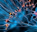 Voltammetry and machine learning for real-time neurotransmitter detection