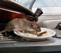 What medicine-exposed rats reveal about the next urban zoonotic threat