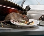 What medicine-exposed rats reveal about the next urban zoonotic threat