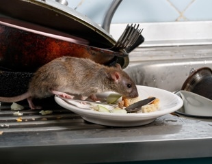 What medicine-exposed rats reveal about the next urban zoonotic threat