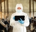 How a tiny H5N1 dose triggers massive virus shedding in cow milk