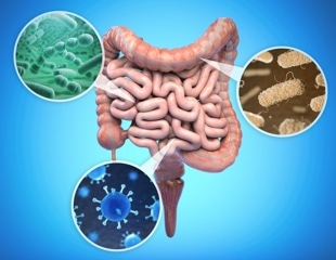 How the right diet could support the gut bacteria that matter most