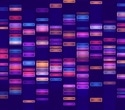 Scientists uncover shared gene signatures that reveal how mammals age