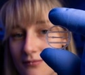 Advancing Human Muscle Models for Drug Development and Preclinical Testing