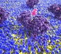 Histamine boost helps the brain remember, decide, and learn from loss