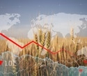 Food security review shows how countries can protect staple crops from global shocks