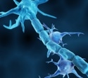 A hidden immune pathway may help explain why Alzheimer’s inflammation persists