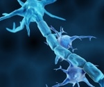 A hidden immune pathway may help explain why Alzheimer’s inflammation persists