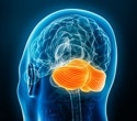The cerebellum may help aging brains stay sharper