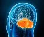 The cerebellum may help aging brains stay sharper