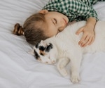 No link between cat ownership and asthma flare-ups in children